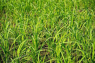 卡普空《原始袭变》正式发售 Steam获“褒贬不一”评价